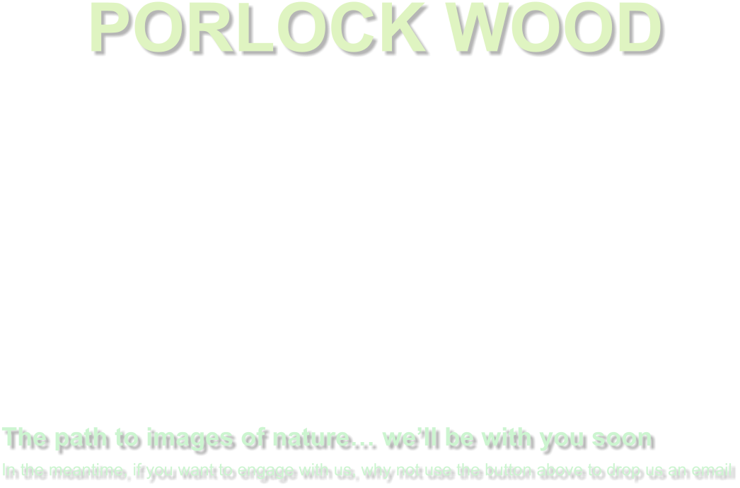 PORLOCK WOOD          The path to images of nature… we’ll be with you soon In the meantime, if you want to engage with us, why not use the button above to drop us an email